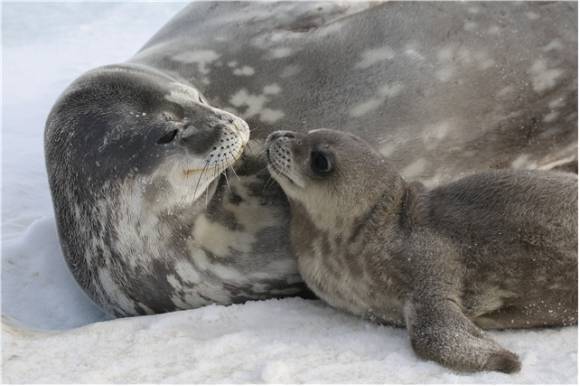 남극 웨델물범. [사진=극지연구소]