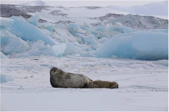 남극 웨델물범 어미와 새끼가 얼음 위에서 쉬고 있다. [사진=극지연구소]