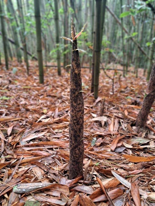 싹을 틔운 죽순.