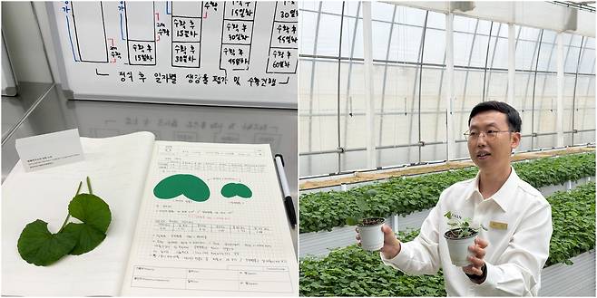 From left: A research note about green centella asiatica; Riman Korea's researcher Kim Jung-hwan explains difference about home-grown green centella asiatica and ordinary species. [LEE SO-JIN]