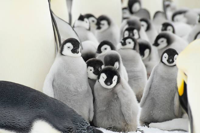 남극 웨델해 스노우힐 섬의 황제펭귄 서식지[123RF]