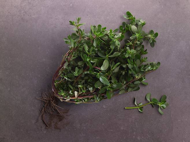 ����� �ѹ濡�� ����ε� �̿�Ǵ� �Ĺ���, ���� ������ ���� ��ٰ� �Ͽ� �����ä(��٤��)����� �θ��⵵ �Ѵ�. Ŭ����Ʈ�ڸ��� ����