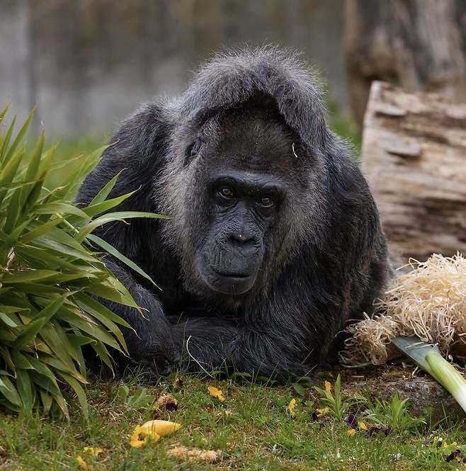 고릴라 파투. 베를린동물원 SNS 캡처