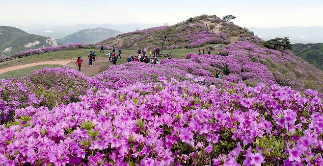 2020년 경남 합천군 황매산 진달래 [경남 합천군 제공. 재판매 및 DB 금지]