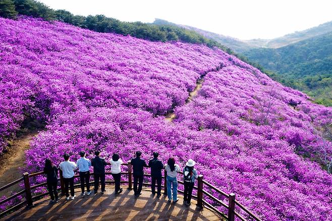 2026년 경남 창녕군 화왕산 진달래 [경남 창녕군 제공. 재판매 및 DB 금지]