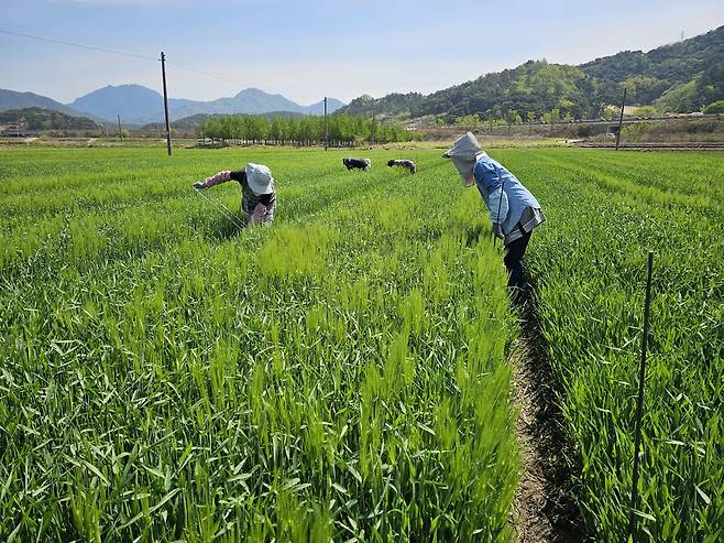 새싹보리 '혜누리' [농진청 제공. 재판매 및 DB 금지]