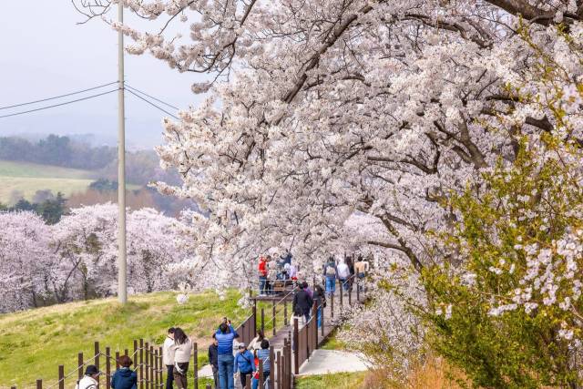 서산 한우목장길 만개한 벚꽃 아래 시민과 관광객들이 봄 정취를 즐기고 있다. 서산시 제공