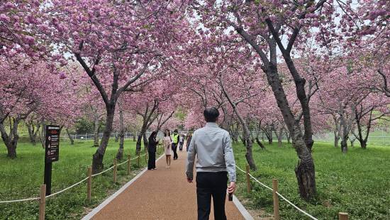 지난 15일 오후 만개한 웅동수원지 벚꽃.사진=이은수기자