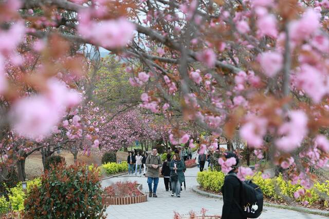 경주 불국사 겹벚꽃이 꽃망울을 터뜨리고 있다. 이번 주말이 절정을 이룰 것으로 보인다. 경주시 제공