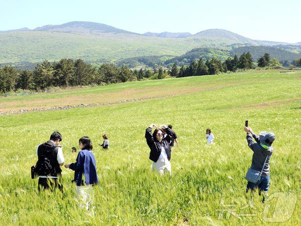 제주 청보리밭에서 사진 찍는 관광객들 / 제공=뉴스1