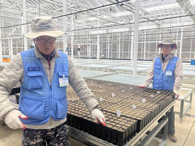 태백산국립공원 자생식물증식장에서 노인일자리 참여자들이 파종 작업 후 모종상자를 정리하고 있다.[한국노인인력개발원 제공]