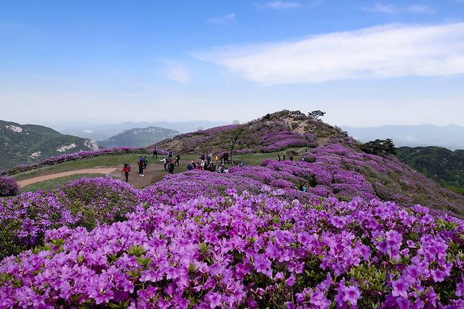 지난해 축제 기간 황매산 평원 전경 ⓒ합천군 제공