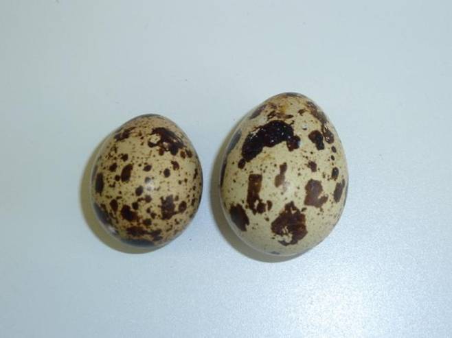 일본메추라기의 알 일본메추라기(Coturnix japonica) 실험에서 새끼 생존을 위해 선택적 교배로 상대적으로 더 큰 알을 낳도록 육성된 암컷들은 작은 알을 낳도록 육성된 암컷들보다 수명이 20% 짧은 것으로 나타났다.  [Dr Barbara Tschirren 제공. 재판매 및 DB 금지]