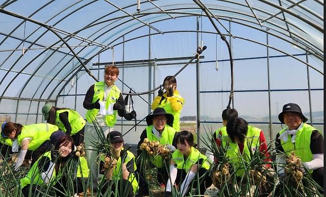 양파 수확 작업 [전남농협 제공·재판매 및 DB 금지]