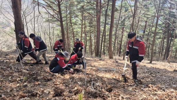 평창국유림관리소(소장:이명규)는 15일 대화면 하안미리 가리왕산 산림생태관리센터에서 창립 100주년 및 제81회 식목일을 기념한 ‘가리왕산 소나무 명품숲 후계림 조성’ 나무심기 행사를 개최했다. 사진은 평창군청 산림과 직원들이 묘목을 심는 모습.