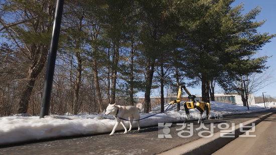 ▲ 현대차 사족보행 로봇 '스팟'에 구글 AI '제미나이'가 적용됐다. 왼쪽부터 스팟이 옷을 집어 세탁 바구니에 넣고, 목줄을 잡고 강아지를 산책시키는 모습. 현대차그룹 제공