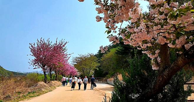 겹벚꽃 만개한 선덕여왕길을 걷고있는 탐방객들.