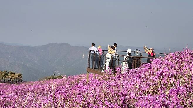 참꽃 군락지 전망대를 찾은 탐방객들.