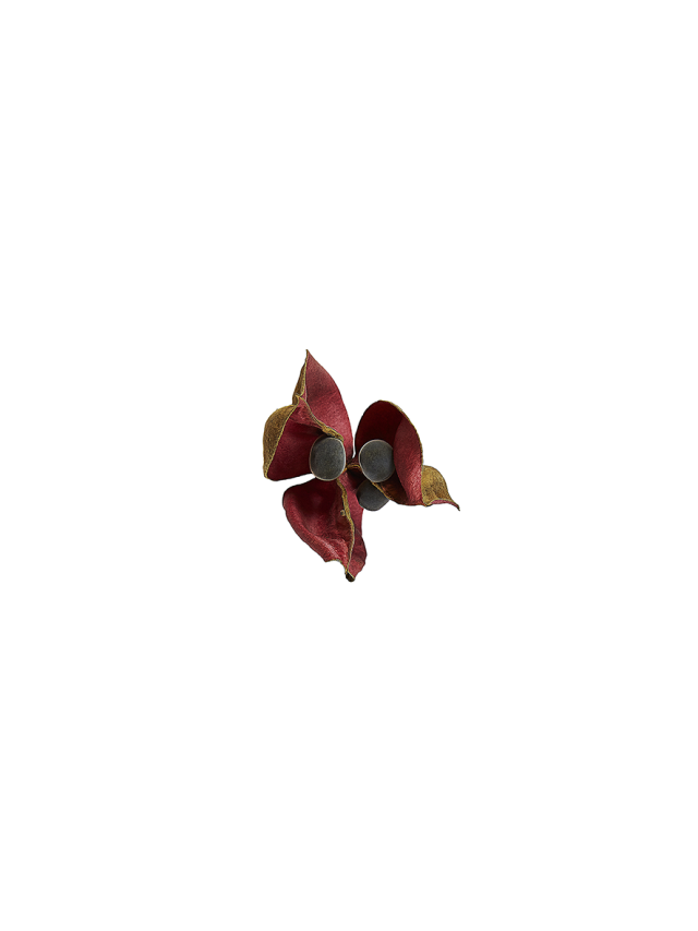 띠에리 아르두엥, APINDACEAE. ⓒThierry Ardouin, Tendance Floue, MNHN_고은사진미술관 제공