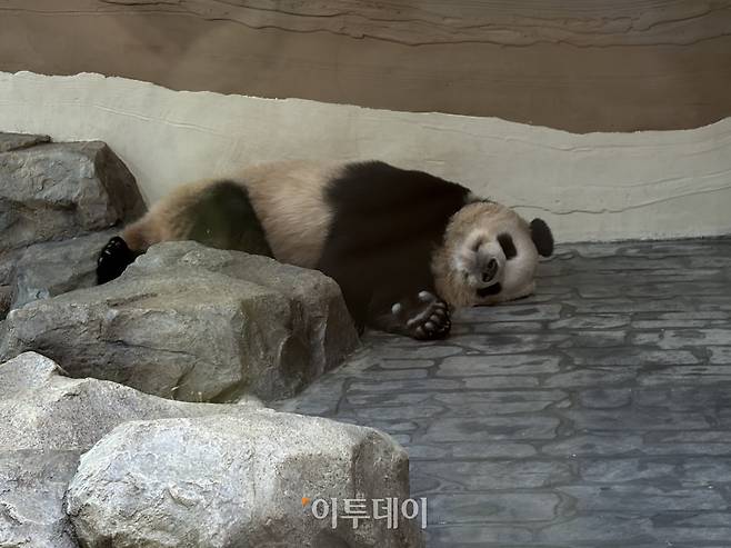 누워있는 판다의 모습.(황민주 기자 minchu@)