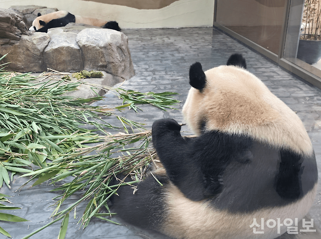 에버랜드 판다 세컨하우스에서 잠을 자고 있는 언니 루이바오(위)와 대나무를 먹고 있는 동생 후이바오. [사진=신현숙 기자]