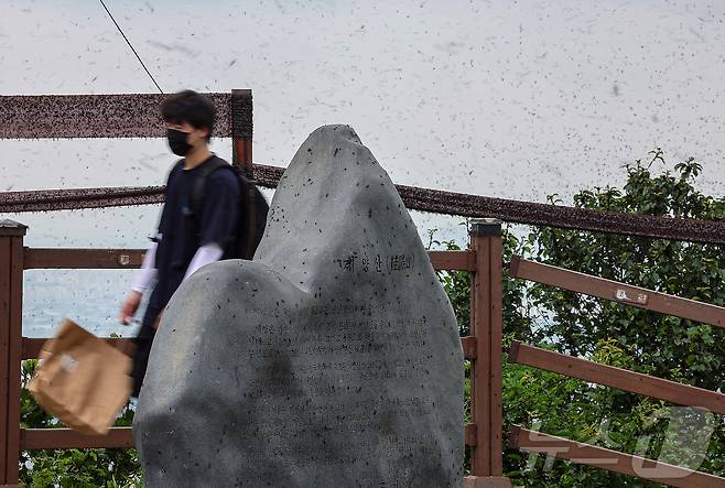 인천 계양구 계양산 정상에 붉은등우단털파리(러브버그) 무리가 대량 출몰해 등산객들이 불편을 겪고 있다. 2025.6.30 ⓒ 뉴스1 김진환 기자