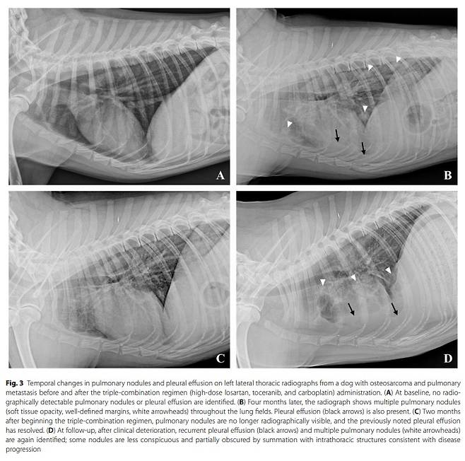 국제학술지 아이리시 베테리너리 저널 갈무리(FM동물메디컬센터 제공) ⓒ 뉴스1