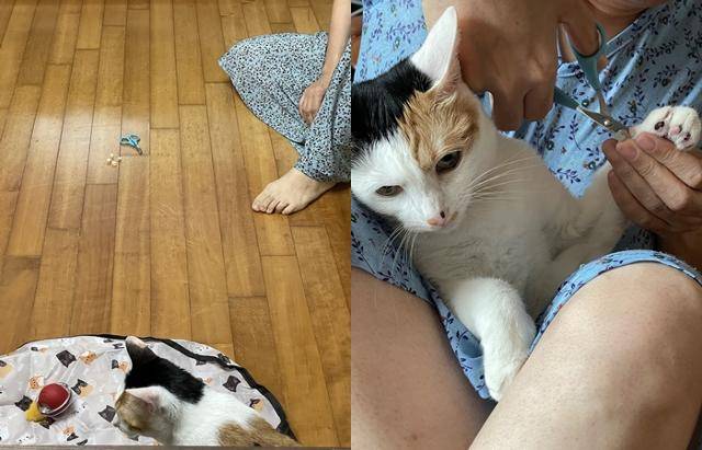 쩨리는 발톱 깎끼를 싫어하지만, 충분히 기다려주면 참고 발톱을 깎아요. 보호자 제공