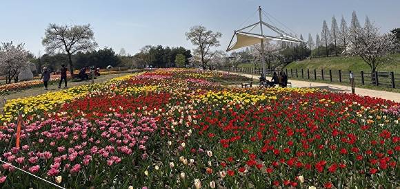 튤립이 만개한 문암생태공원 전경. [사진=청주시]