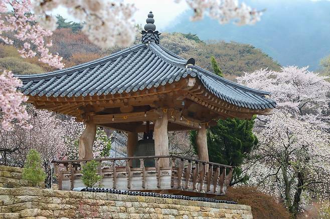 천년고찰 개심사는 봄이면 꽃대궐로 변신한다. 4월 중순까지 벚꽃이 화사하고 20일께부터 청벚꽃과 겹벚꽃이 핀다. 최승표 기자