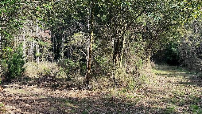 지난 13일 아다치 유키의 시신이 발견된 교토부 난탄시의 산길. 정원석 특파원