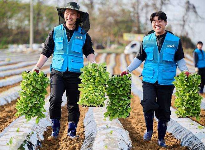 KT&G가 민영화 후에도 국산 잎담배 전량 매입과 농번기 임직원 봉사를 지속하며 농가 상생을 이어가고 있다. 잎담배 모종을 옮기는 KT&G직원들. /사진=KT&G