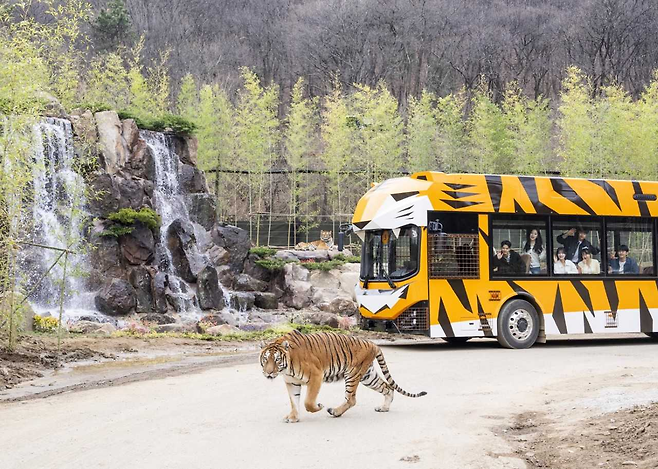 에버랜드, 4월 1일 오픈한 ‘사파리월드 더 와일드’ [에버랜드 제공]