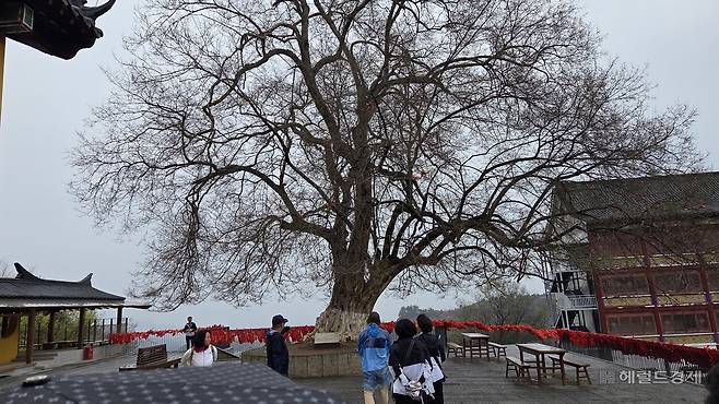 육조전 옆 마당의 청담나무