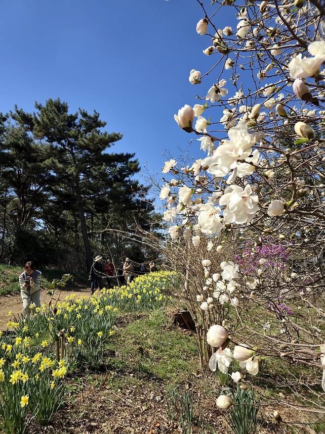 산정상 목련과 수선화.
