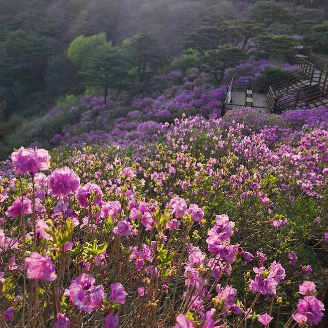 고려산 진달래