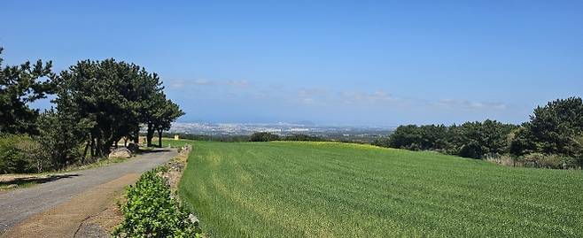 지난 15일 개봉한 영화 ‘내 이름은’ 촬영지 오라2동 청보리밭. 제주 강동삼 기자