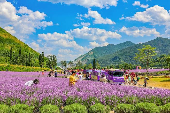 라벤더 만발한 무릉별유천지  [동해시 제공. 재판매 및 DB 금지]