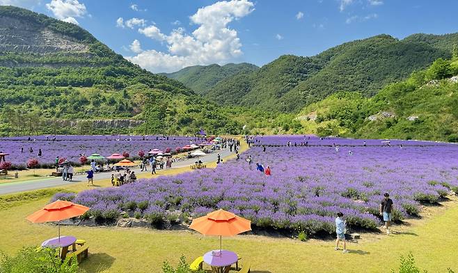 라벤더 만발한 무릉별유천지 [동해시 제공. 재판매 및 DB 금지]