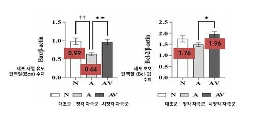 세포 사멸 억제 및 단백질 증가 확인 그래프 [한림대춘천성심병원 제공. 재판매 및 DB 금지]