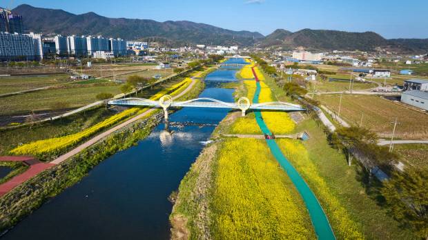 화순군 화순읍 꽃강길 축제장의 유채꽃 단지 전경. 화순군 제공