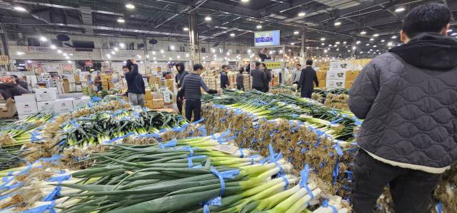 지난 10일 새벽 부산 반여농산물도매시장에서 경매 대기 중인 대파. 김한수 기자 hangang@