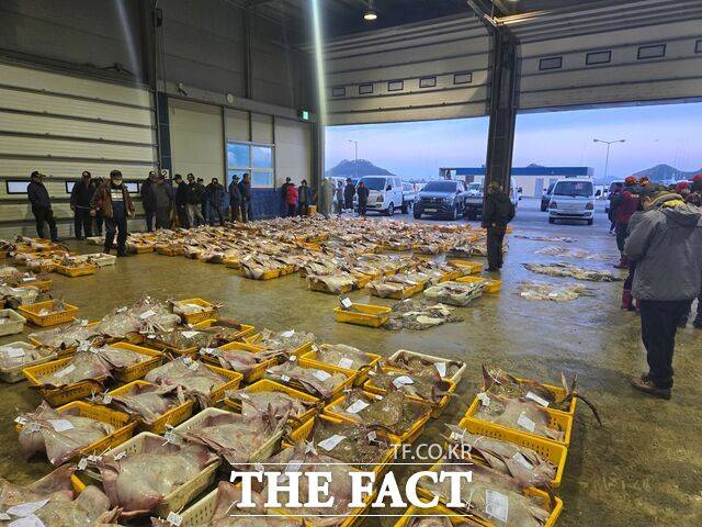 흑산도 어민들이 신안수협 흑산지점 위판장에서 갓 잡아올린 홍어를 등급별로 분류해 경매하고 있다. /신안군
