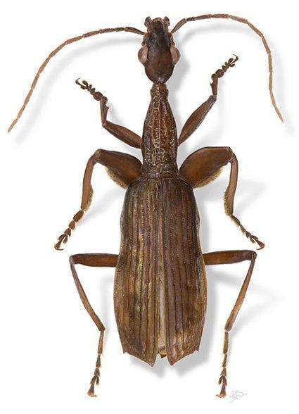 이 딱정벌레의 학명은 'Agra schwarzeneggeri'. 두꺼운 허벅지가 영화배우 아널드 슈워제너거를 연상시킨다고 이런 이름이 붙었다. /위키미디아