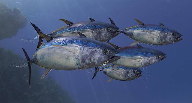 대서양에서 촬영된 황다랑어. 참치 같은 중온성 어류는 체온을 바닷물보다 높게 유지해 빠르게 헤엄칠 수 있지만 그만큼 에너지 소비가 크고 과열 위험도 높다. 게티이미지뱅크