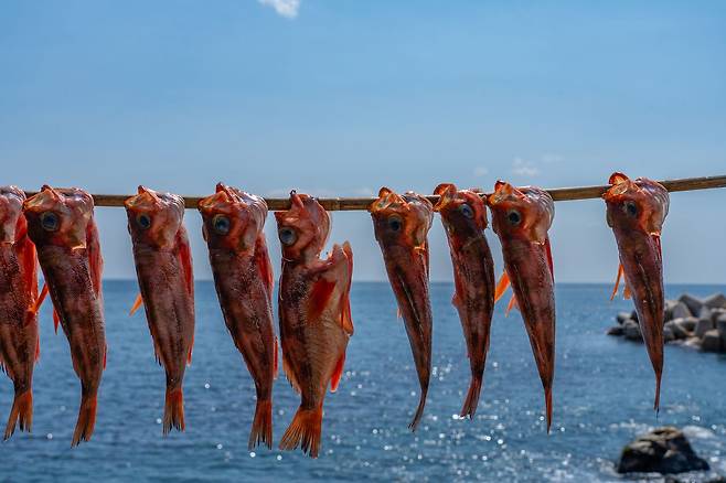 울릉도 사람이 봄부터 달고 사는 도화볼락. 해풍에 말려 두었다가 구이나 조림으로 먹는다.