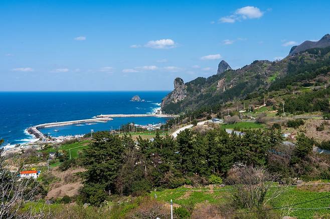 북면 현포전망대에서 본 현포항 일대의 봄 풍경. 명이와 부지깽이 밭이 곳곳에 보인다.