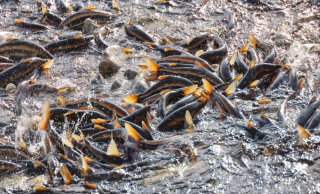 ▲ 16일 양양 남대천이 봄을 맞아 돌아온 황어 떼로 활기를 되찾으며 장관을 이루고 있다.  양양군제공