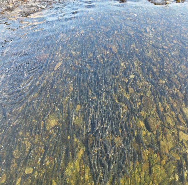 ▲ 양양 남대천에 소상한 황어 떼