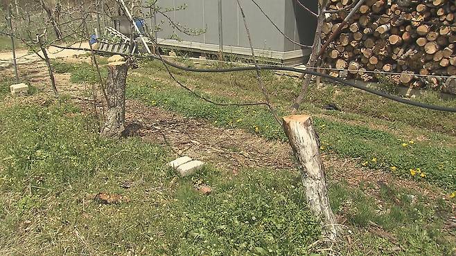 대구시 군위군 소보면 한 과수원. 수령이 오래돼 말라 죽은 사과나무들을 베어 놓았다.